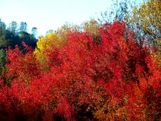 Cornus glabrata, Brown Twig Dogwood fall color. Native plants can be  very showy. - grid24_6