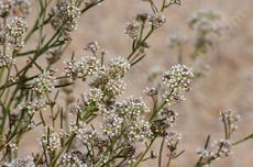 Lepidium fremontii, Desert Alyssum