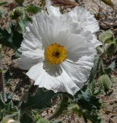 The flowers of an Argemone munita, Prickly Poppy, grows in disturbed soil, in the mountains, desert and chaparral edges of California. 