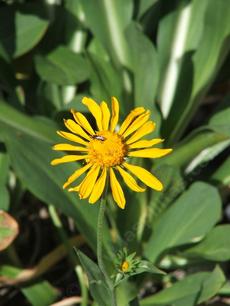 Helenium hoopesii, Owlsclaws, is a showy mountain perennial with large yellow flowers. 