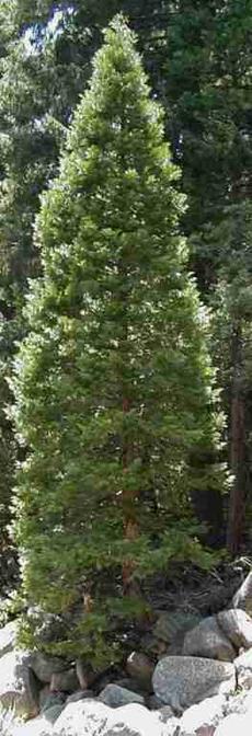 Here in the Yellow Pine Forest, Libocedrus decurrens, Incense Cedar, grows in swales and moister spots, and looks like a traditional Christmas tree.