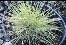 Hordeum brachyantherum californicum California Barley