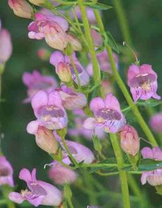 Penstemon grinnellii, Southern Woodland Penstemon, is rare, elusive, and so "cool lavender" for a garden. 