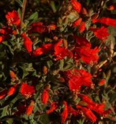 Zauschneria latifolia viscosa flowers - grid24_6