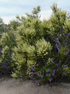 Woolly Blue curls and Adenostoma fasciculatum (Chamise or Greasewood) in flower.