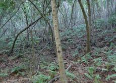 Dryopteris arguta, Wood Fern as forest understory - grid24_6