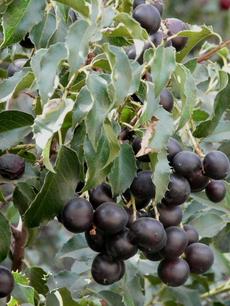 Ripe fruit on the Hollyleaf  Cherry, Prunus ilicifolia