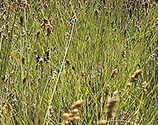Carex fracta. Fragile Sheath Sedge
