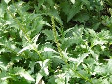 Chenopodium californicum Indian lettuce