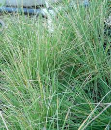 Puccinellia nuttalliana,  Nuttall's alkali grass