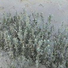 Atriplex californica - California saltbush, California Salt Bush - grid24_6
