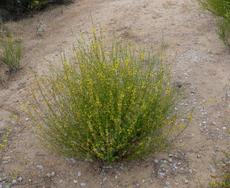 This photo shows the shape, the height, the width, and the flowering pattern of Lotus scoparius, Deerweed, in our Santa Margarita garden.  - grid24_6