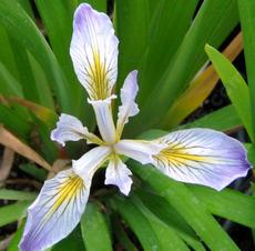 Douglas Iris flower - grid24_6