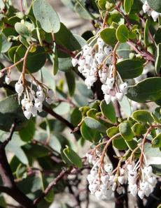 White Leaf manzanita, Arctostaphylos viscida, with flowers. notice  the nectar robbing bees have eaten a hole into each flower.