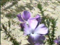 Leptodactylon californicum tomentosum Prickly Poppy