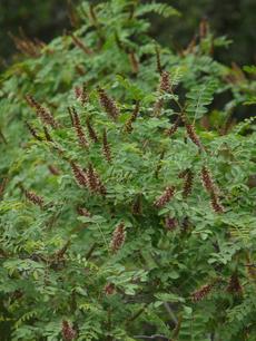 Amorpha californica, California False Indigo Bush grows to maybe 6 ft. tall. - grid24_6