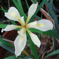Iris macrosiphon, Ground Iris, whose flowers range from cream to purple, grows in the northern part of California. 