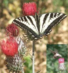 A Pale Swallowtail butterfly sipping nectar from the red flowers of Cirsium occidentale var. venustum, Red Thistle.