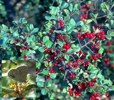 Rhamnus crocea ilicifolia Hollyleaf Redberry - grid24_6