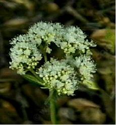 Eriogonum compositum var. lancifolium (arrowleaf buckwheat)  - grid24_6