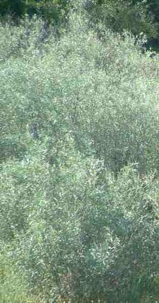 Salix lasiandra Pacific willow - grid24_6