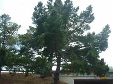 Pinus radiata,  Monterey Pine,  is a popular tree in California landscapes, though it grows best along the immediate coast. 