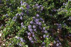 Ceanothus prostratus grows along the Northern California coast and Middle Sierras up into Washington State.
