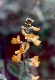 Thermopsis macrophylla macrophylla
