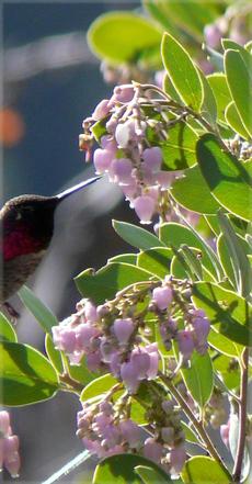 An Anna Hummingbird sipping from a Austin Griffin manzanita