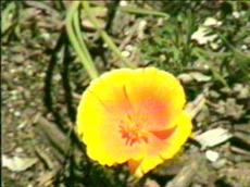 Eschscholzia californica peninsularis