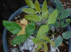 Mahonia aquifolium Compacta Creeping Oregon Grape.
