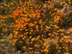 Eschscholzia caespitosa, Dwarf Californian Poppy - grid24_6