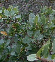 Quercus parvula, Santa Cruz Island Oak