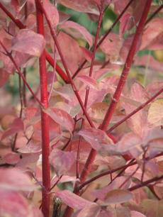 Cornus stolonifera, Red Stem Dogwood fall color with it's red stems makes the California stems turn red in fall.