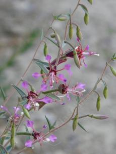 Clarkia, Garland Flower, Mountain Garland, Clarkia unguiculata