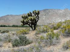 Joshua tree, Yucca brevifolia out by Onyx.