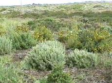 Artemisia californica, California Sagebrush, with Diplacus longiflorus, in the coastal sage scrub near Vandenberg Village, California.  - grid24_6