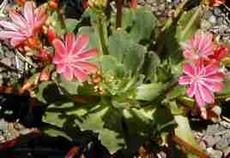 Lewisia cotyledon, Siskiyou Lewsia, here flowering in its native plant community, with scree soil.