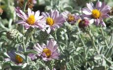 Corethrogyne filaginifolia, Silver carpet, Common Corethrogyne  has pink flowers and gray foliage.