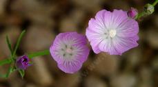 Another view of Checkerbloom flowers - grid24_6