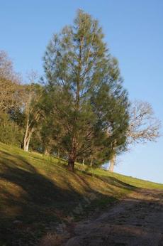 Pinus sabinana, Gray, Foothill, Digger Pine - grid24_6