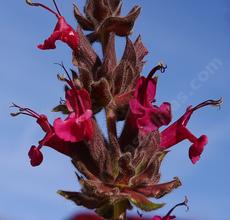 Salvia spathacea, Hummingbird Sage, don't the flowers  look edible?