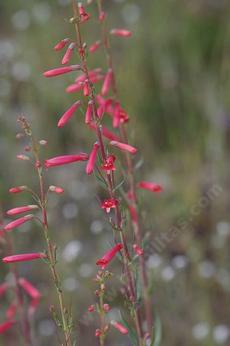 Penstemon centranthifolius, Scarlet Bugler flowers grows along the Coastal Counties of Southern California. - grid24_6