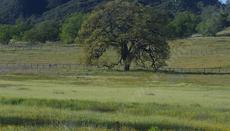 Leymus triticoides - creeping wild rye, Valley Wild rye, alkali rye down at the end of our road in Santa Margarita - grid24_6