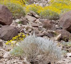 Salvia funerea. Death Valley Sage bush in eastern Mojave Desert