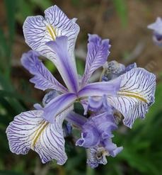 Iris longipetala patterns of blue