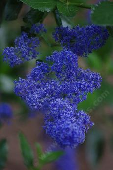 Ceanothus Sierra Blue flowers. The Ceanotus cyaneus color shows in this photo