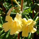 The yellow monkey flower from the Southern Sierra