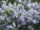 Ceanothus Remote Blue Ceanothus Bush Lilac