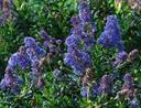 Ceanothus Wheeler Canyon Blue Mtn. Lilac